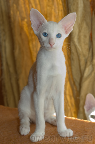 Orientville's Gerda. 3,5 month