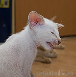 Кеша. Скажи: ФУДЖИ!