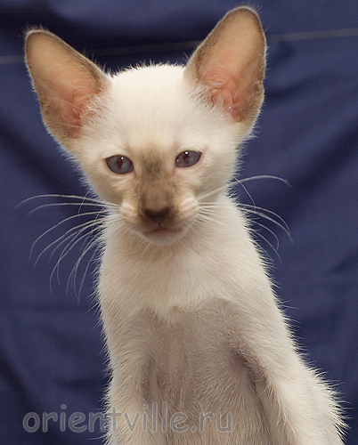 Orientville's Accoona_Matata