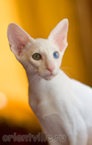 Orientville's Gandalf. 3,5 month