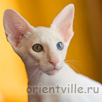 Orientville's Gandalf. 3,5 month