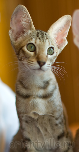 Габи. 3,5 месяца