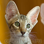 Габи. 3,5 месяца