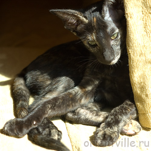 Orientville's Guenhwyvar. 3,5 month