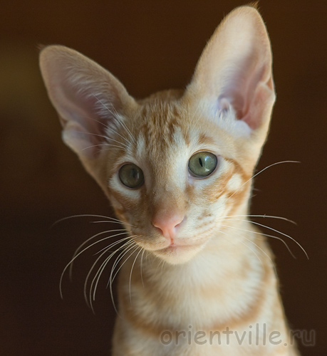 Orientville's Gulliver. 3,5 month