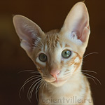 Orientville's Gulliver. 3,5 month