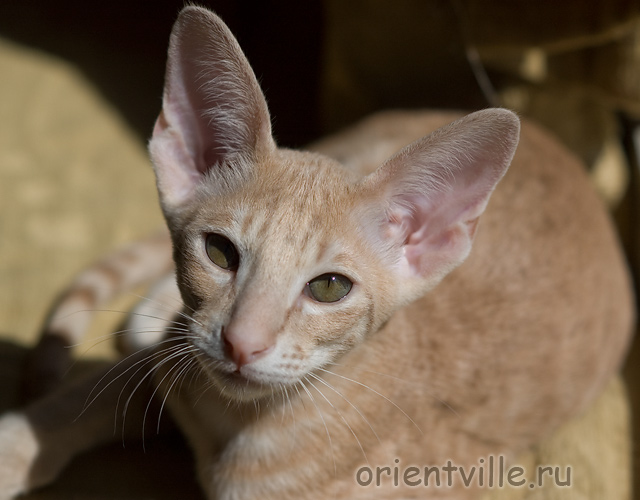 Orientville's Gelsomino. 3,5 month