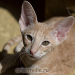 Orientville's Gelsomino. 3,5 month