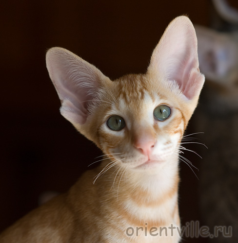 Orientville's Gwizdo. 3,5 month