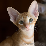 Orientville's Gwizdo. 3,5 month