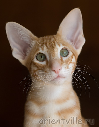 Orientville's Guy Montag. 3,5 month