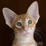 Orientville's Guy Montag. 3,5 month