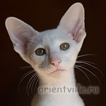 Orientville's Gusteau. 3,5 month