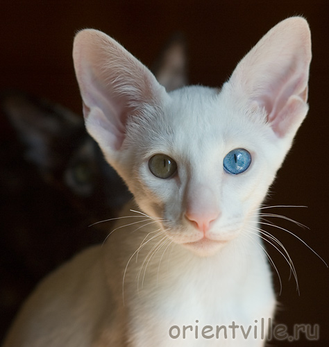 Orientville's Gandalf. 3,5 month