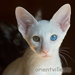 Orientville's Gandalf. 3,5 month