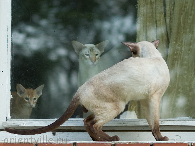 Orientville's Asterix. 2 года