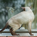 Orientville's Asterix. 2 года