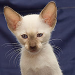 Orientville's Accoona_Matata