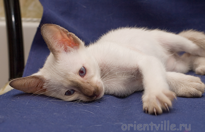 Orientville's Accoona_Matata