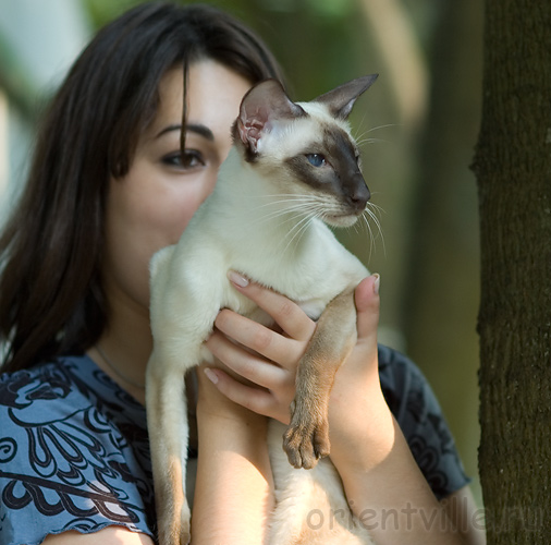 Orientville's Asterix. 2 года