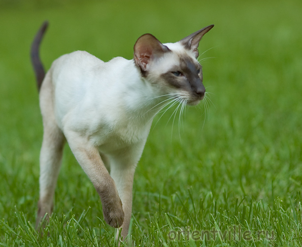 Orientville's Asterix. 2 years