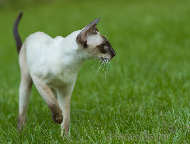 Orientville's Asterix. 2 years