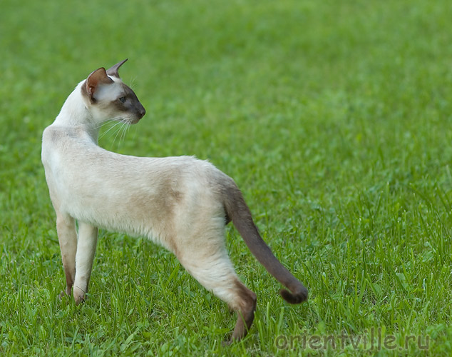 Orientville's Asterix. 2 years