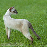 Orientville's Asterix (SIA b)