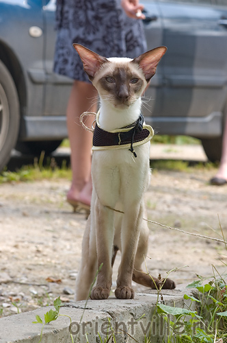 Orientville's Asterix. 2 года