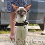 Orientville's Asterix. 2 года