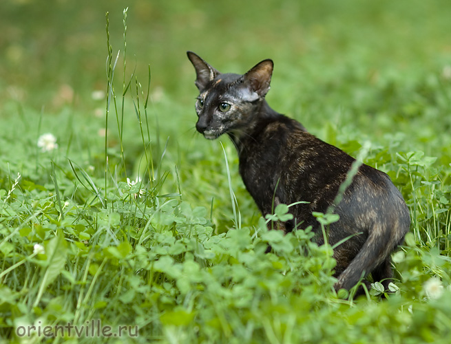 Гвен. 4 месяца