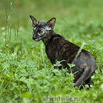 Гвен. 4 месяца