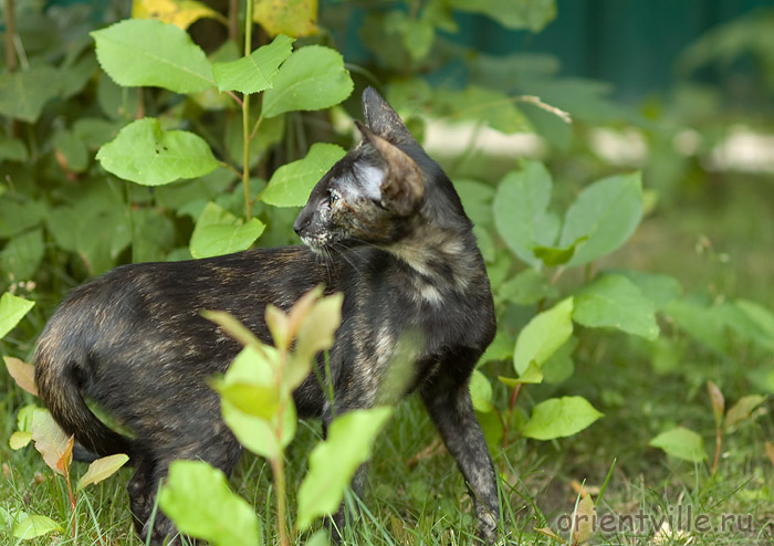Гвен. 4 месяца
