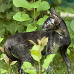 Гвен. 4 месяца