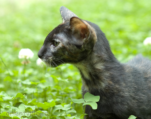 Гвен. 4 месяца