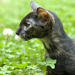 Гвен. 4 месяца