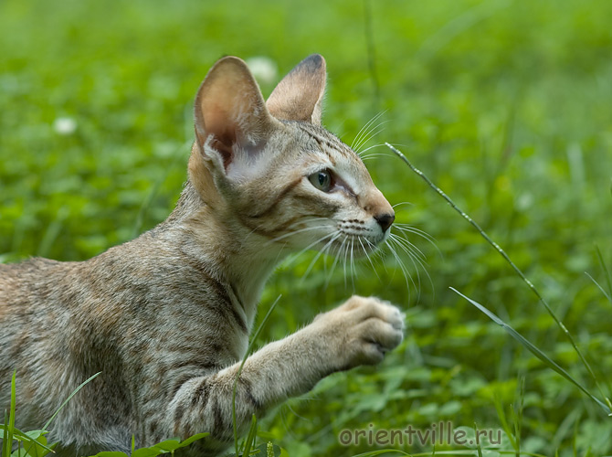 Габи. 4 месяца