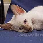 Orientville's Accoona_Matata