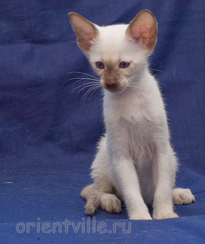 Orientville's Accoona_Matata