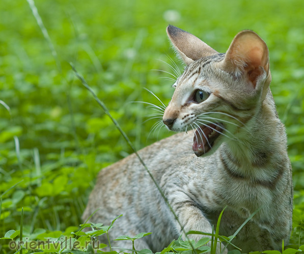 Габи. 4 месяца