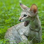 Габи. 4 месяца