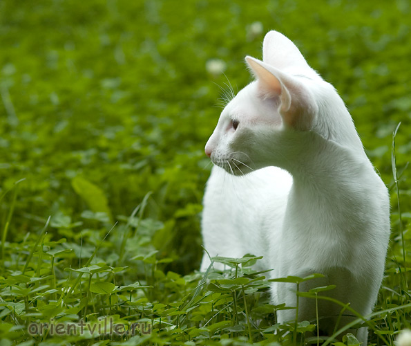 Галя. 4 месяца