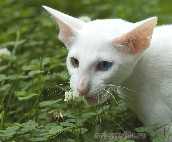 Orientville's Gandalf. 4 month
