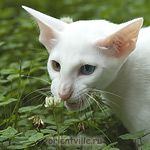 Orientville's Gandalf. 4 month