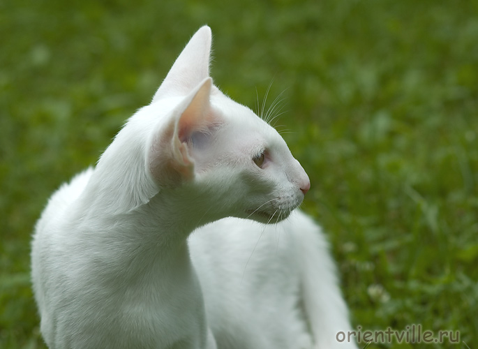 Orientville's Gandalf. 4 month