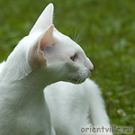 Orientville's Gandalf. 4 month