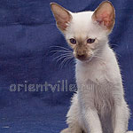 Orientville's Accoona_Matata