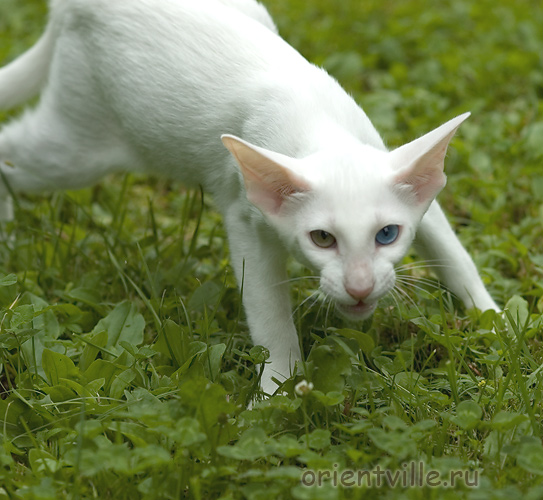 Orientville's Gandalf. 4 month
