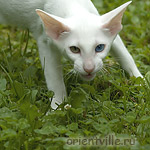 Orientville's Gandalf. 4 month