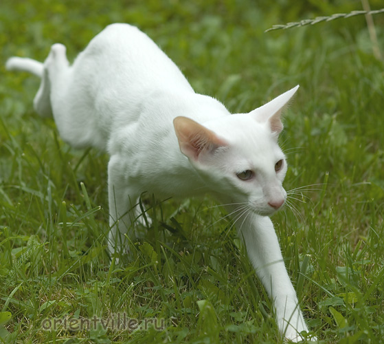 Гусь. 4 месяца